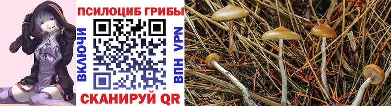 Псилоцибиновые грибы Psilocybine cubensis  Кулебаки 